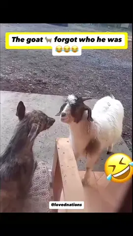 Poor dog 🐕😂😂😂😂 #dog #memes #fyp #funny #viral #funnydogsofinstagram #goat #dogsofinstagram 