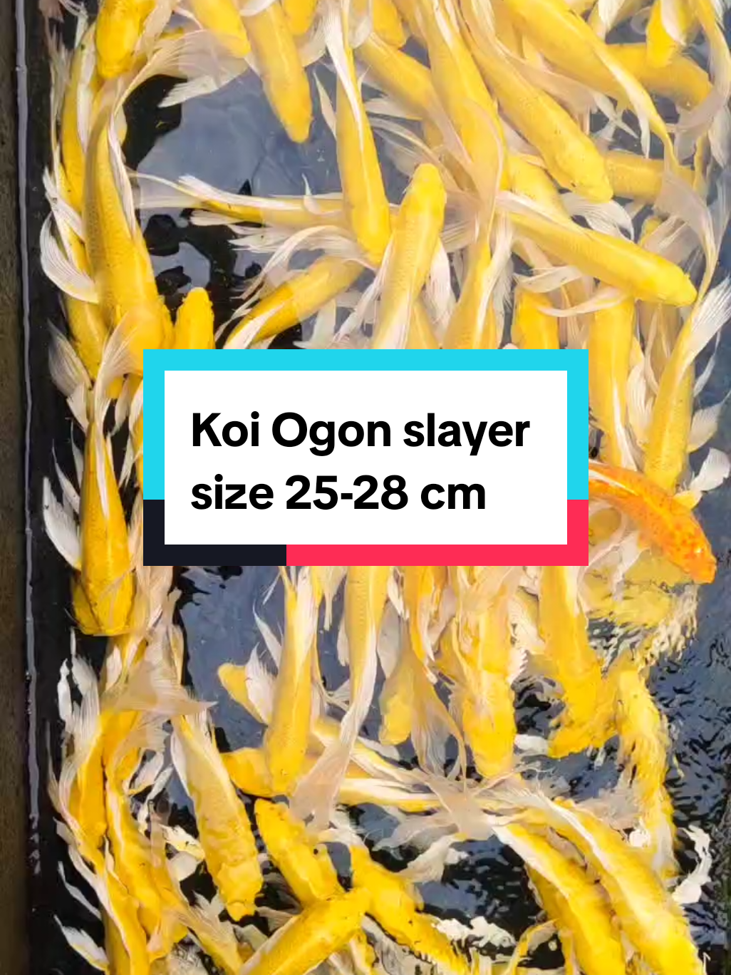 Koi Ogon Slayer size 25-28 cm #ikanhias #ikanhiasindonesia #ikanhias #ikanhiasmurahmeriah #koi #koikumpay 
