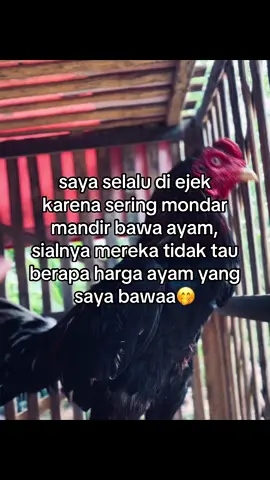 Ytta aja🤭   #ayambangkoklampung #bangkoklampung #bangkokindonesia #bangkoksuper #bangkok #bangkoklampungutara #bangkokthailand🇹🇭 #bangkokthailand #ayam #fyp #beranda #4u #masukberanda #ayambangkok #thailand #katakata 