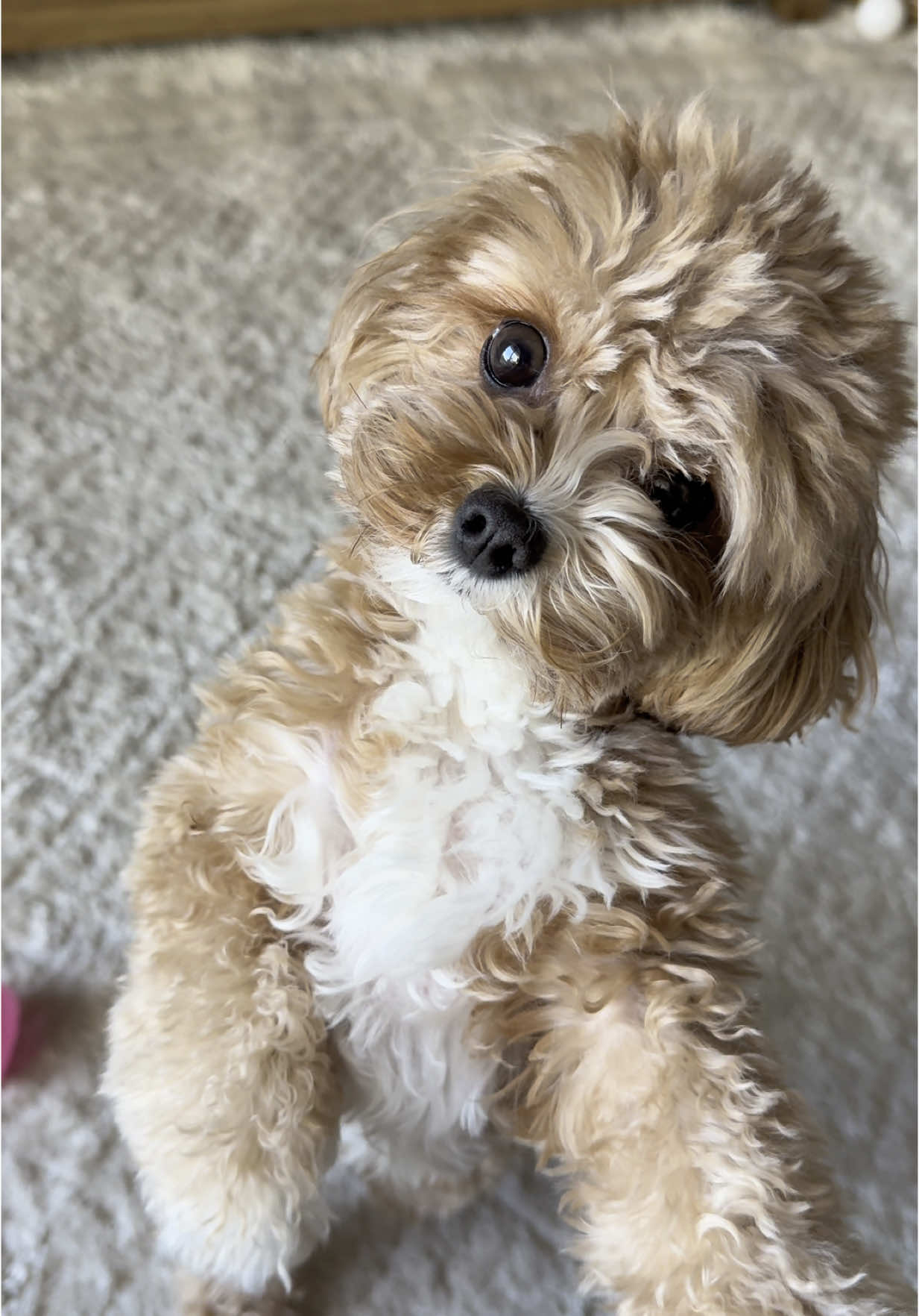 just a pretty little baby. 🩷 #cavapoo #cavapoosoftiktok #cavapoopuppy #puppytok #prettylittlebaby #doggo #puppiesoftiktok #puptok #pupper #floof #doggo #puppy #puppytiktok 