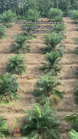 #kebunsawit #sawit #kebun 