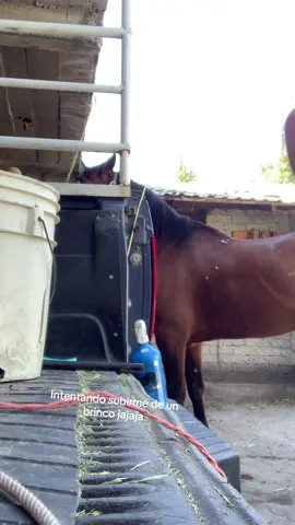 Si pude jaja #caballos #brinco #parati
