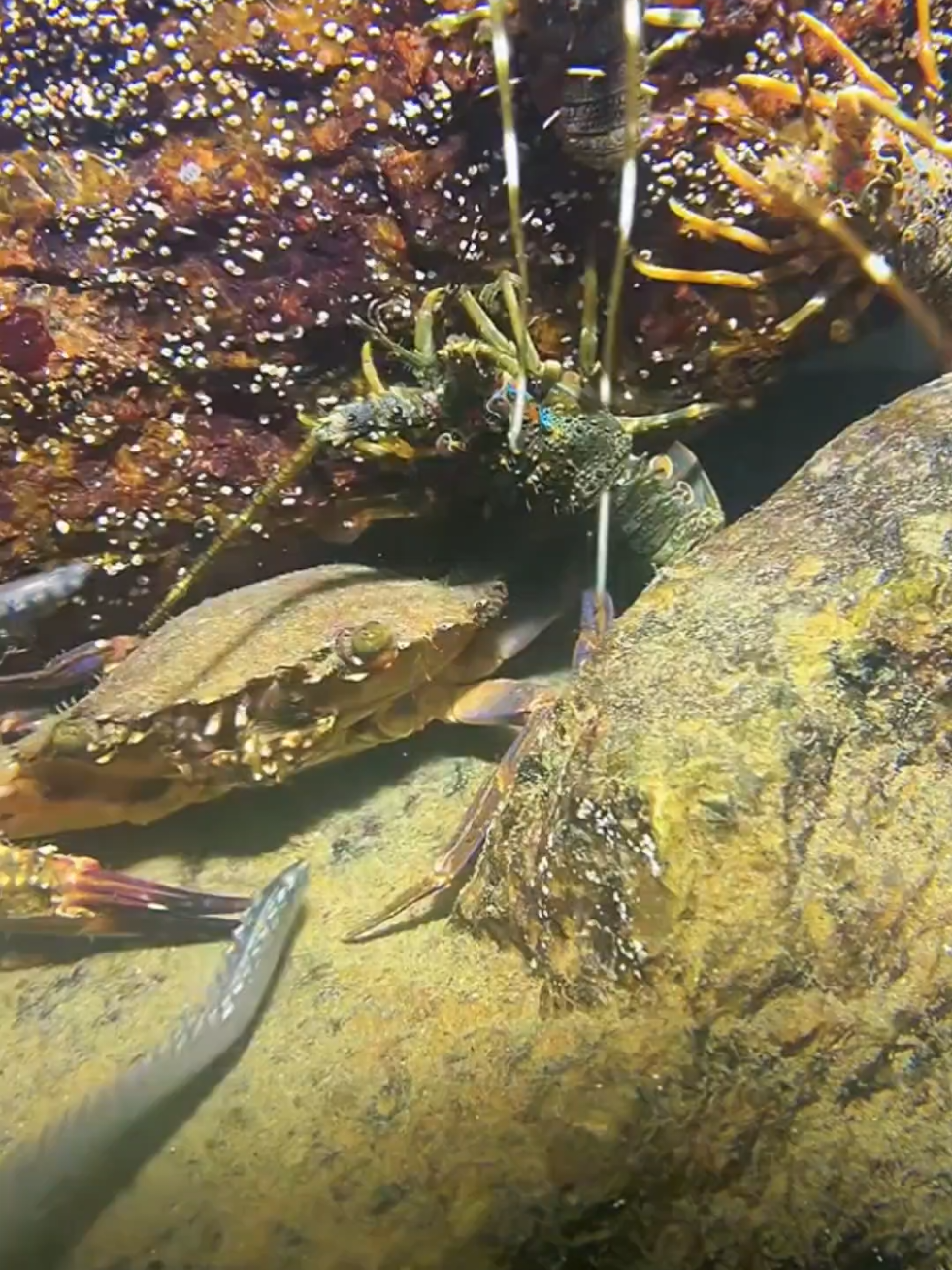 #diving #crab #catchthesea #seaside #seafood #fish #eel #lobster #seangsolofishing 