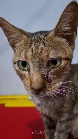 finally may gamot na sa pagluluha at sipon ng senior cat namin, try nyo din iting drops from @cassielpet1  #cassielpetph #cassielpet #petsupplies #cassielpetimmunebooster