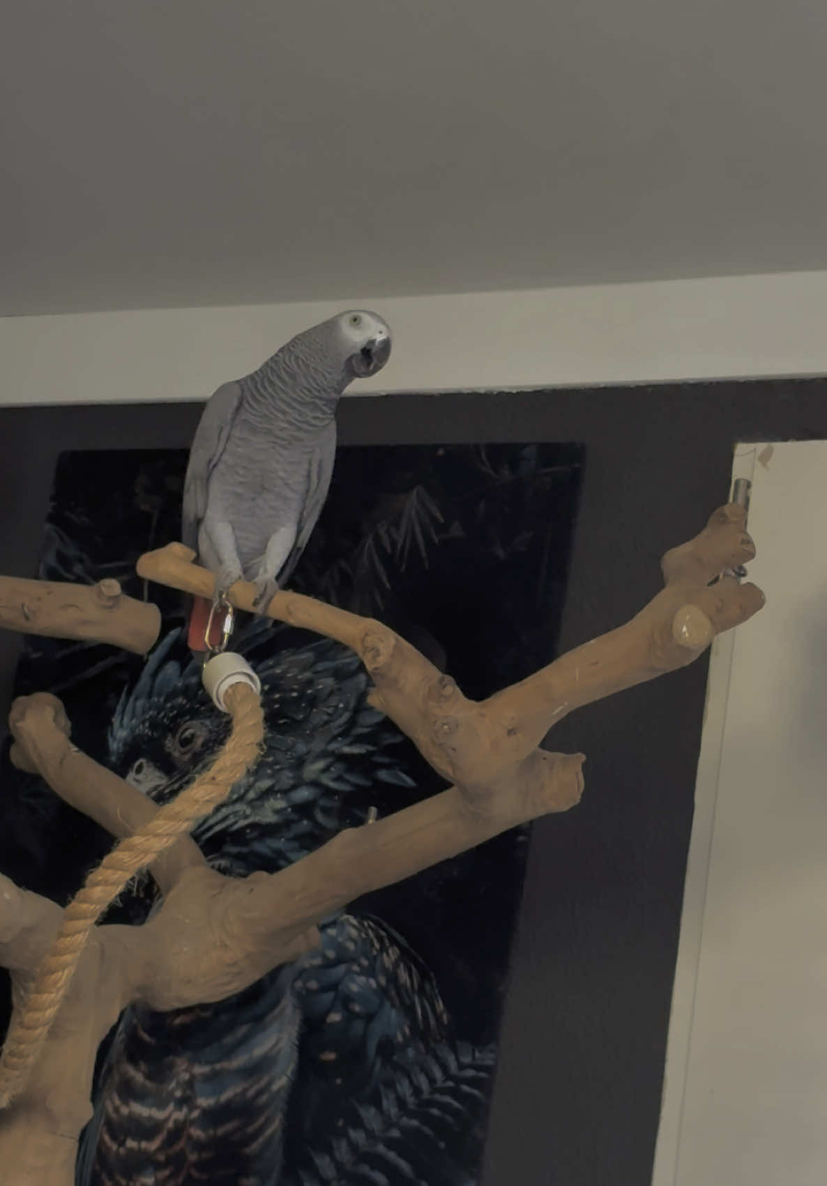 ☀️💛 #parrot #parrots #africangrey #talkingparrot #africangreyparrot #parrotsoftiktok 