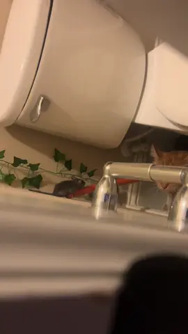 #fyp #catsoftiktok 