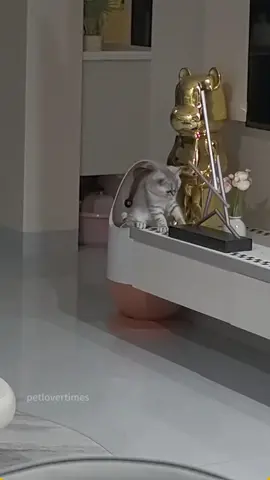 Oh!Here’s what you need: a cat intelligence test.🤯 #cat #catsoftiktok #catlover #funny #funnyvideos #foryou #fypage #fypツ #funnycat #funnytiktok #cats 