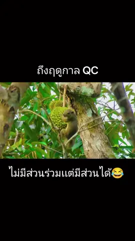 ถึงฤดูกาล QC ออกตรวจงานชาวสวนระวังตัวไว้ด้วย🤣😂#ชาวสวนทุเรียน#กระรอกหากิน#ทุเรียน#ฤดูกาล#🤣🤣🤣 