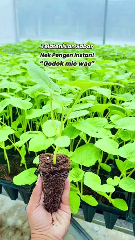 Gasss lurrr persiapan pindah tanam lagi #grenhouseindonesia #petaniindonesia🇮🇩🇮🇩🇮🇩🌿🌿 #smkpertanian #hidroponik 