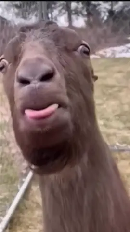 Funny Meme Sound Trending 2025 #memesound #funnysound #funny #viral