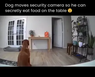 😂😂😂😂 #viral #justforfun #fyp #foryou #funny #funnyanimals #cat #catsoftiktok #funnycat#funnydog#dog#dogoftiktok #camera 
