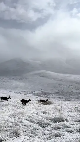 So beautiful! #snow #mtkosciuszko #dear #Hiking #hike #hiketok #australia #winter #animals 