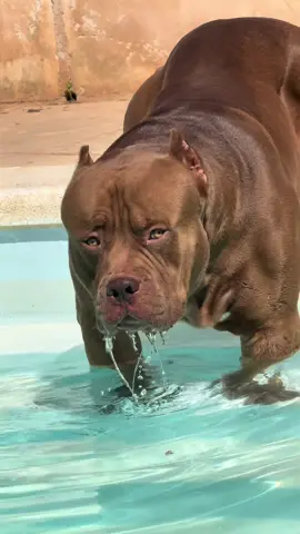 Mr Wonka 🐻 the Giant. #americanbullyxl #xlbully #dogsoftiktok #americanbullyxxl #americanbully #bigdog #pitbull #dog #ddk9 #ddk9hulk #darkdynastyk9s #hulk #fyp #foryou #viral