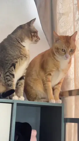 Confusing cat fight #funny #cat #funnyvideo #funnycat #usaus #catlover #catsoftiktok #foryou 