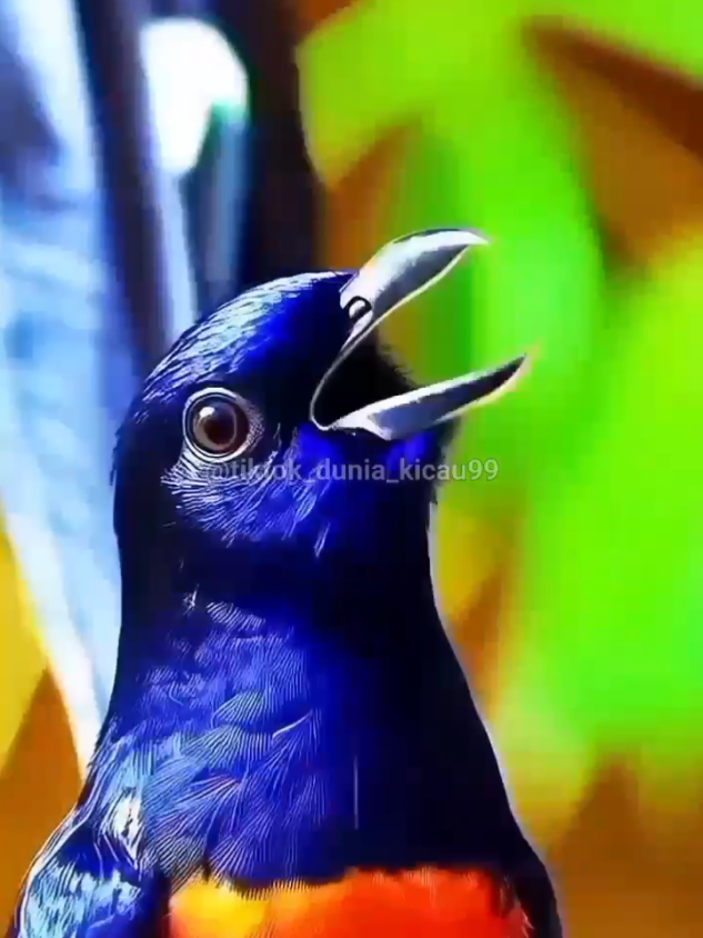SUARA BURUNG MURAI BATU GACOR DI HUTAN LIAR❗ #suaraburung #suaraburungmurai #suaraburungmuraibatu #suaraburungkicau #suaraburungberkicau #burungkicau #burungberkicau #burungberkicauan #kicau  #kicauburung #kicauburungmuraibatu #kicauan #kicauanburung #kicauanmuraibatu #burung #burunghutan #burunghutanliar #burungalam #burungalamaliar #burungmurai #burungmuraibatu #burungmuraibatuindonesia #murai #muraihutan #muraihutanindonesia #muraihutan #muraibatu #muraibatuindonesia #muraibatunusantara #muraibatumudahutan #muraibatuhutan 