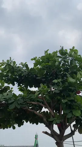 29 April 2025 Hanya modal nekat untuk memulai sebuah usaha yang nggak tau bertahan sampai kapan, laba atau rugi seng penting keinginanku untuk berjualan sudah terlaksana ❤️