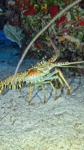 Unlike their clawed relatives, these lobsters rely on their long antennae for defense and communication. They are mostly nocturnal, spending the day hiding in crevices and coming out at night to search for food like mollusks and small crustaceans. Their exoskeleton provides protection, but they still have to watch out for predators like groupers and octopuses. Seeing one up close on a night dive is always a cool experience! . . 🇲🇽Español  A diferencia de sus parientes con garras, estas langostas dependen de sus largas antenas para defenderse y comunicarse. Son mayormente nocturnas, pasan el día escondidas en grietas y salen por la noche en busca de alimento como moluscos y pequeños crustáceos. Su exoesqueleto les brinda protección, pero aún deben tener cuidado con depredadores como meros y pulpos. Ver una de cerca en una inmersión nocturna siempre es una experiencia increíble. . . #marinelife #oceanconservation #sea #marinebiology #ocean #scuba #underwaterlife #scubadiving #diving #underwaterphotographer #underwaterworld #sealife #sealovers   #scubadiver #oceanvideo  #insta360  #oceanphotography #underwaterphotography #sdidivers 