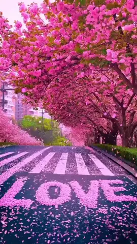 مشكلتي انني احب بصدق