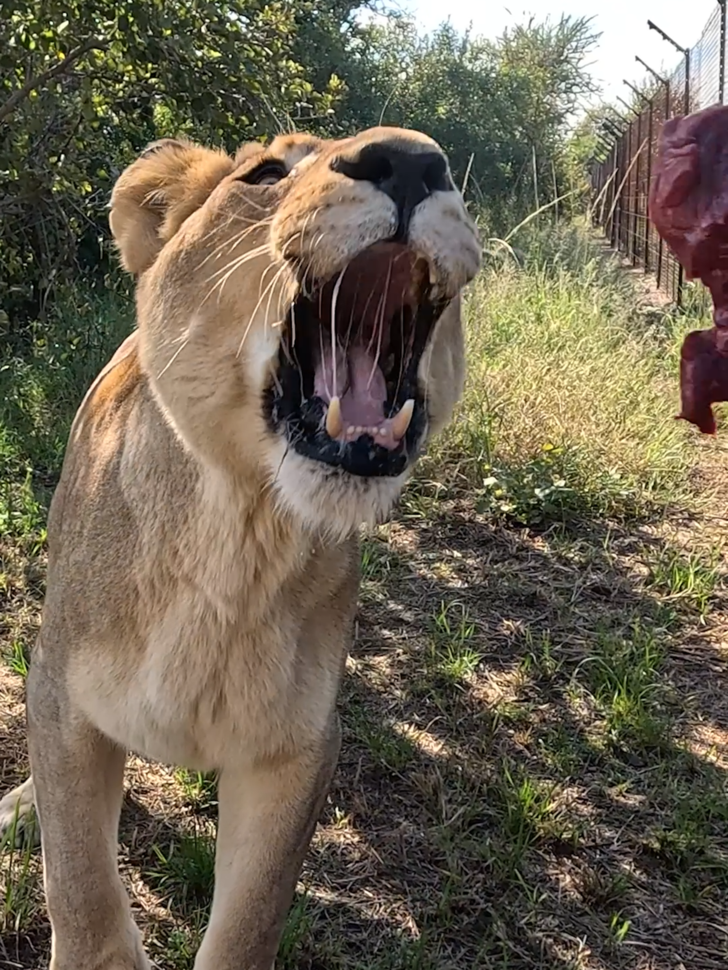 Moving LIONS to a New Home. Kevin Richardson moves old lions Meg and Icarus to a new enclosure in order to enrich their lives. #catsoftiktok #nature #lionwhisperer #wildanimals #lion #animal