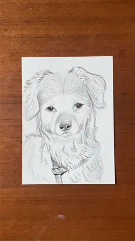 I can't be the only one crying daily over Tikis progress! 😭 @Isabel Klee you are an angel! Thank you for all you do for these animals. You are changing their lives. #tiki #tikitok #tikithedog #dogtok #dogsoftiktok #dogsoftiktokviral #rescuedog #dogillustration #dogdrawing #drawing #colorpencildrawing #ilovedogs #dogmom #PetsOfTikTok #fyp 