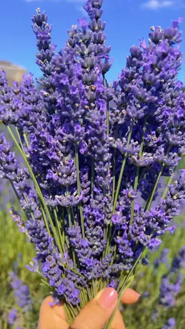 🪻🌿LAVANDA: O óleo essencial do equilíbrio e da calma Conhecida como a 