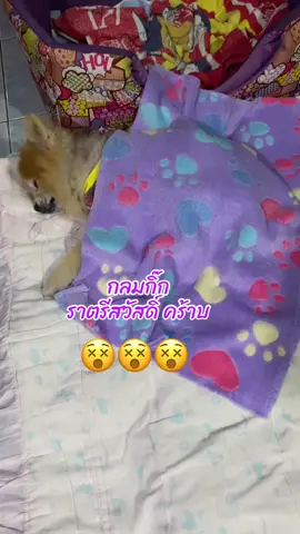 #หมาน่ารัก #ปอมเมอเรเนียน #สวนสัตว์tiktok #ลูกรักของแม่ #กลมกิ๊ก10ขวบ #ติ๊กต๊อก 