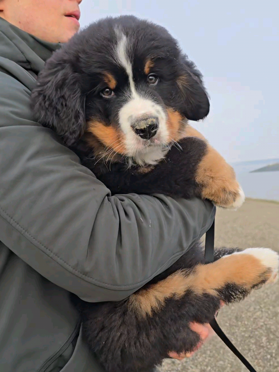Time flies when you aren't looking🥹❤️ #bernesemountaindogpuppy #growingup 