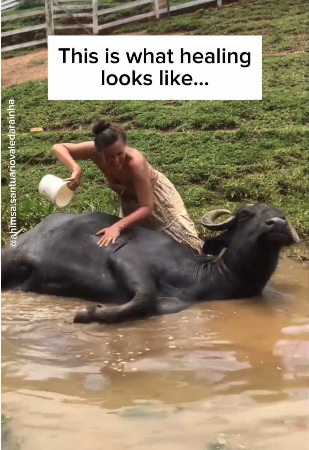 THIS is what they all deserve. 🙏💚 Thanks to all the incredible animal sanctuaries that work tirelessly to help them heal and give them the best lives possible. ❤️‍🩹 ✊ Take action for animals by signing our featured petitions at the link in our bio 🖊 🎥: VeganFTA with clips from ahimsa.santuariovaledarainha | santuarioamorquesalva | barnsanctuary | moustache_farmer (IG) #animalsanctuary #animallover #iloveanimals #rescueanimals #cuteanimals