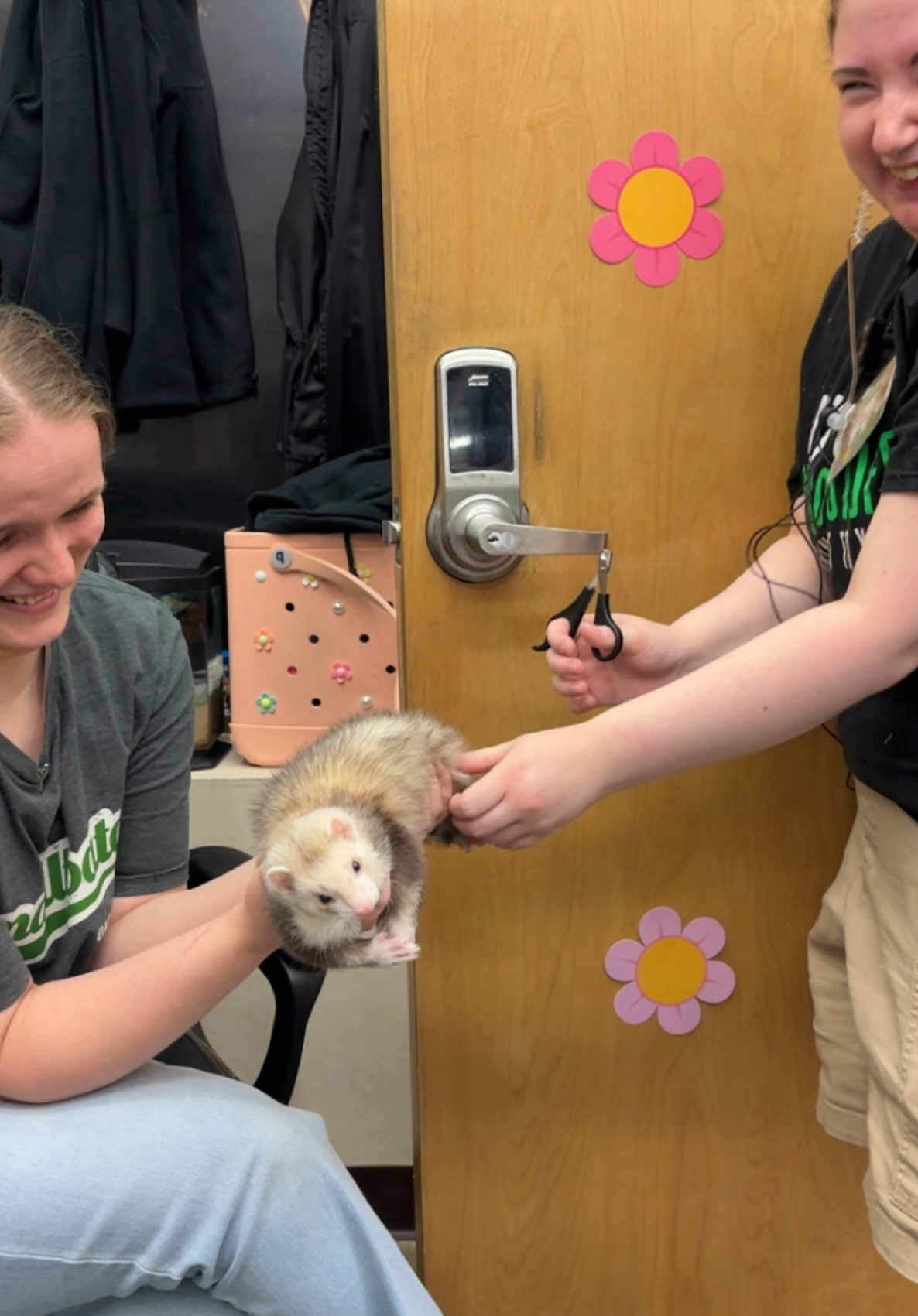 Ever wondered how many PSP team members it takes to clip one little ferrets nails? We can tell you the answer is at least 3 😂 #pspglenville #ferretsareawesome #ferretlove #justanotherdayatwork 