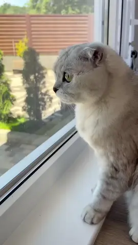 #catslovers 