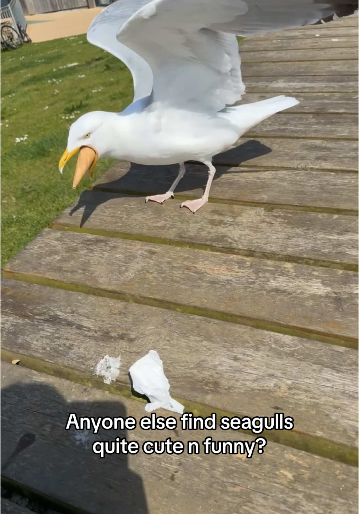Funny little guy 