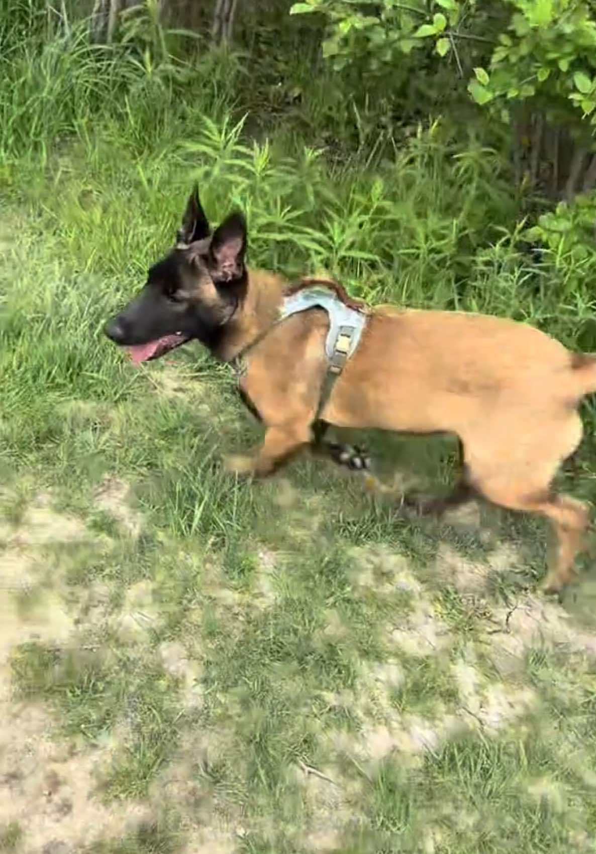Always on #Go mode 💨 #puppytiktok #puppylife #fyp #malinoisoftiktok #malinois #maligator #workingpup #puppy #k9softiktok #k9 #Love #peace #workingpup #maligator #belgianmalinois #k9life #akc #fafo #puppy #rawfeddogs #fyp  #lobosworld