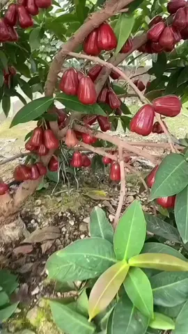 Jambu Air Citra Merah Buah BESAR, warna MERAH CERAH Rasa SUPER MANIS & RENYAH Cepat berbuah & cocok untuk TABULAMPOT Tahan cuaca panas, cocok untuk pekarangan Siap tanam – Bibit unggul kualitas TERBAIK! #BibitJambuAir   #JambuAirCitra   #JambuAirMerah   #BibitUnggul   #BibitBuahBerkualitas   #TabulampotJambu   #JambuManis   #PetaniMilenial   #JualBibitBuah   #BibitJambuTerbaik   #TanamSendiri   #KebunRumahan   #PertanianModern   #JambuAirRenyah   #BibitBuahUnggul 