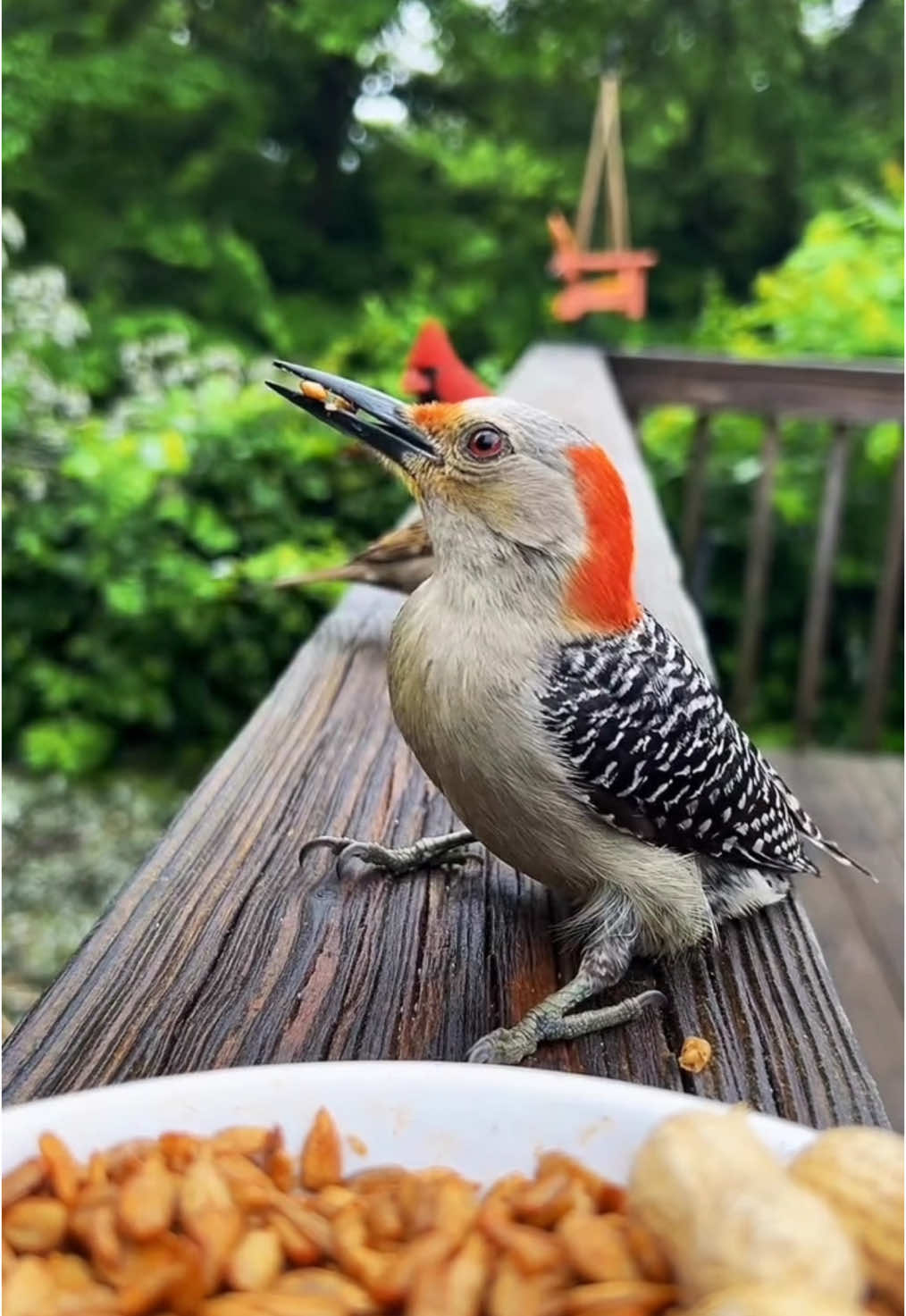 Woodies. #fyp #birds #birdwatching 