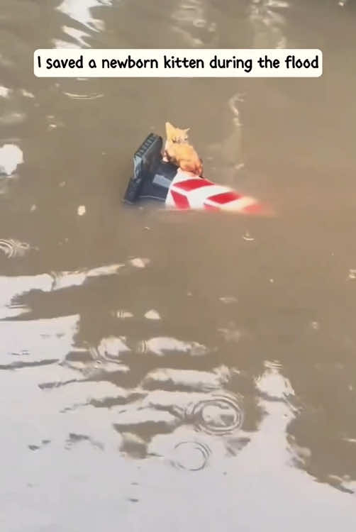 Rescue a kitten #rescue #animals #animalsoftiktok #rescueanimals #kitten #cat #catsoftiktok 