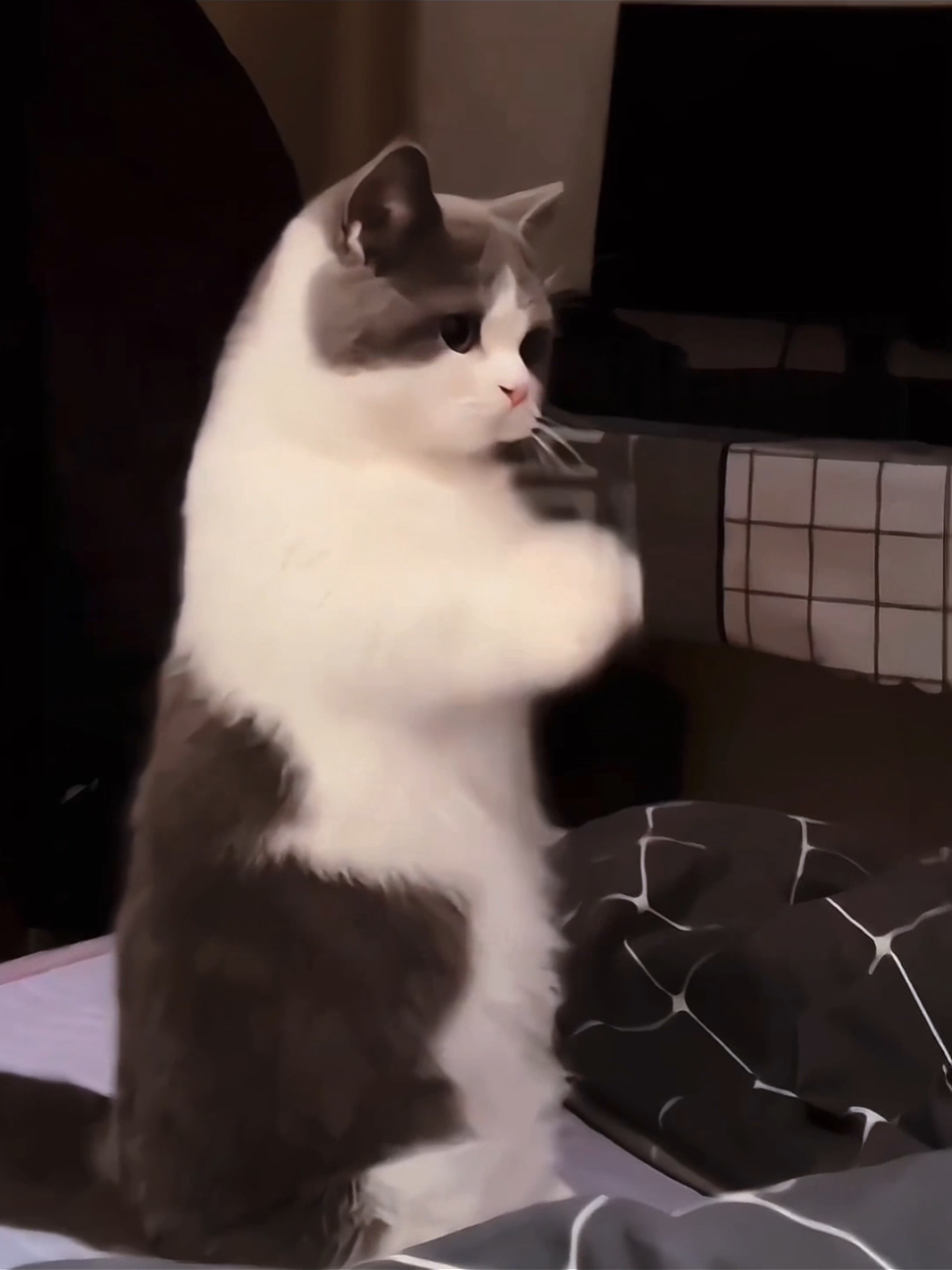 #foryoupage #cuteanimals #kitty #funnycat #cutecat 