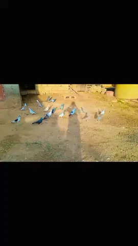 Tek Sevda...