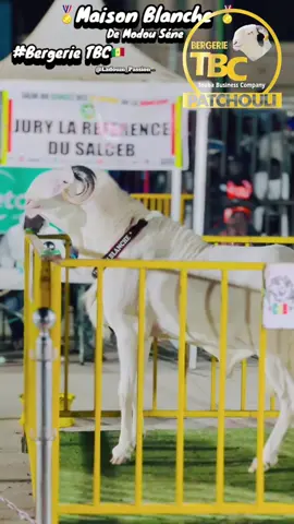 #ladoum🇸🇳 #elevage #fiara #tiktoksenegal🇸🇳 #ceb #ladoum🇬🇲🇬🇲 #mouton #fabrizioromano #foryoupage❤️❤️ #pourtoii #creatorsearchinsights 