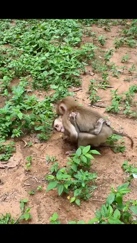 Beautiful Clip | abandoned Tiny and Binky so sweet  #monkey #abandoned #babymonkey🐒❤️ #wildlife #funnyanimals