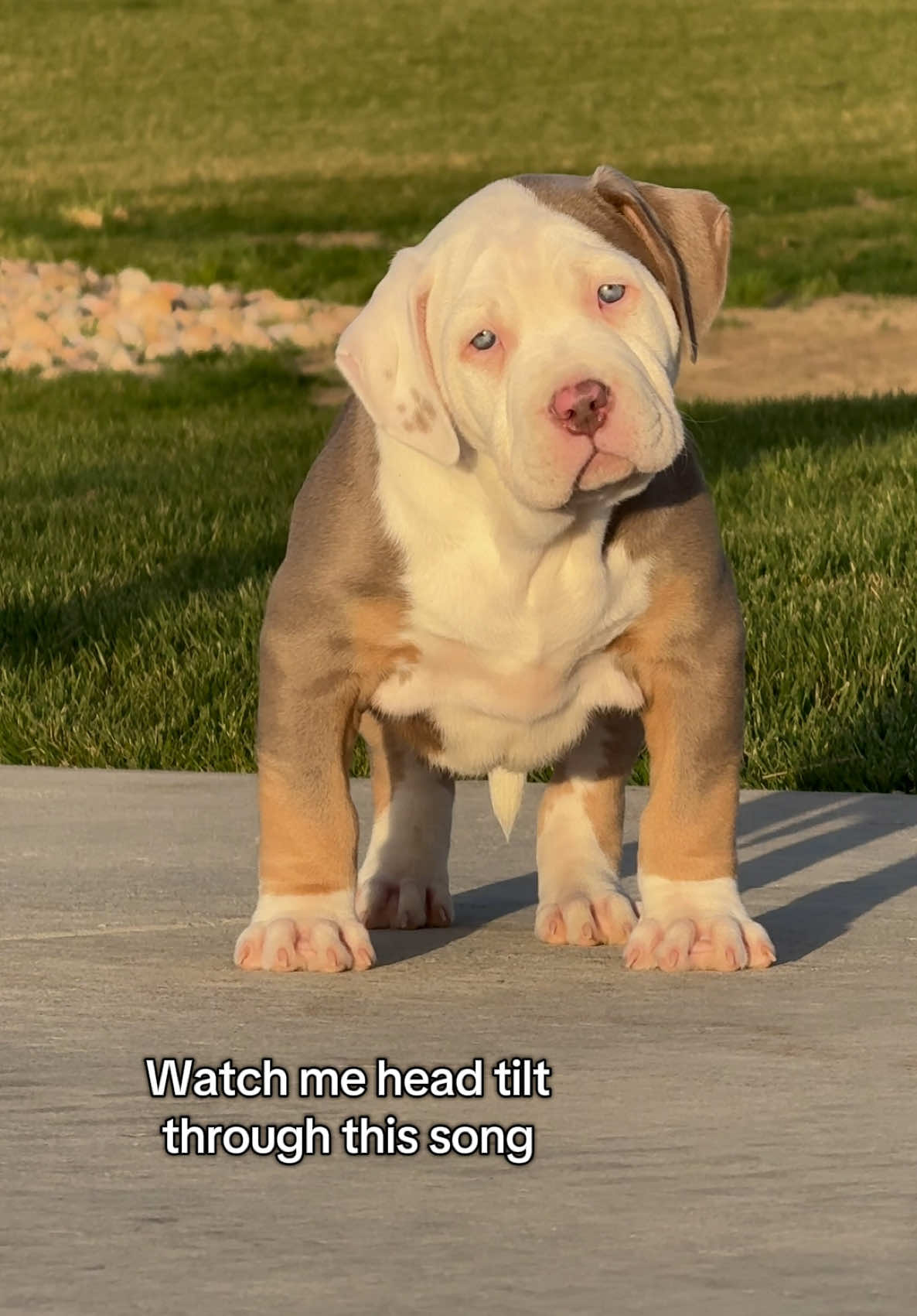 Is there anything better than the puppy head tilt 🐾 #puppydog #cutedog #bullypuppy #bluebird 