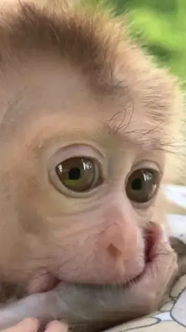 This Monkey’s Smile Will Make You Melt!
