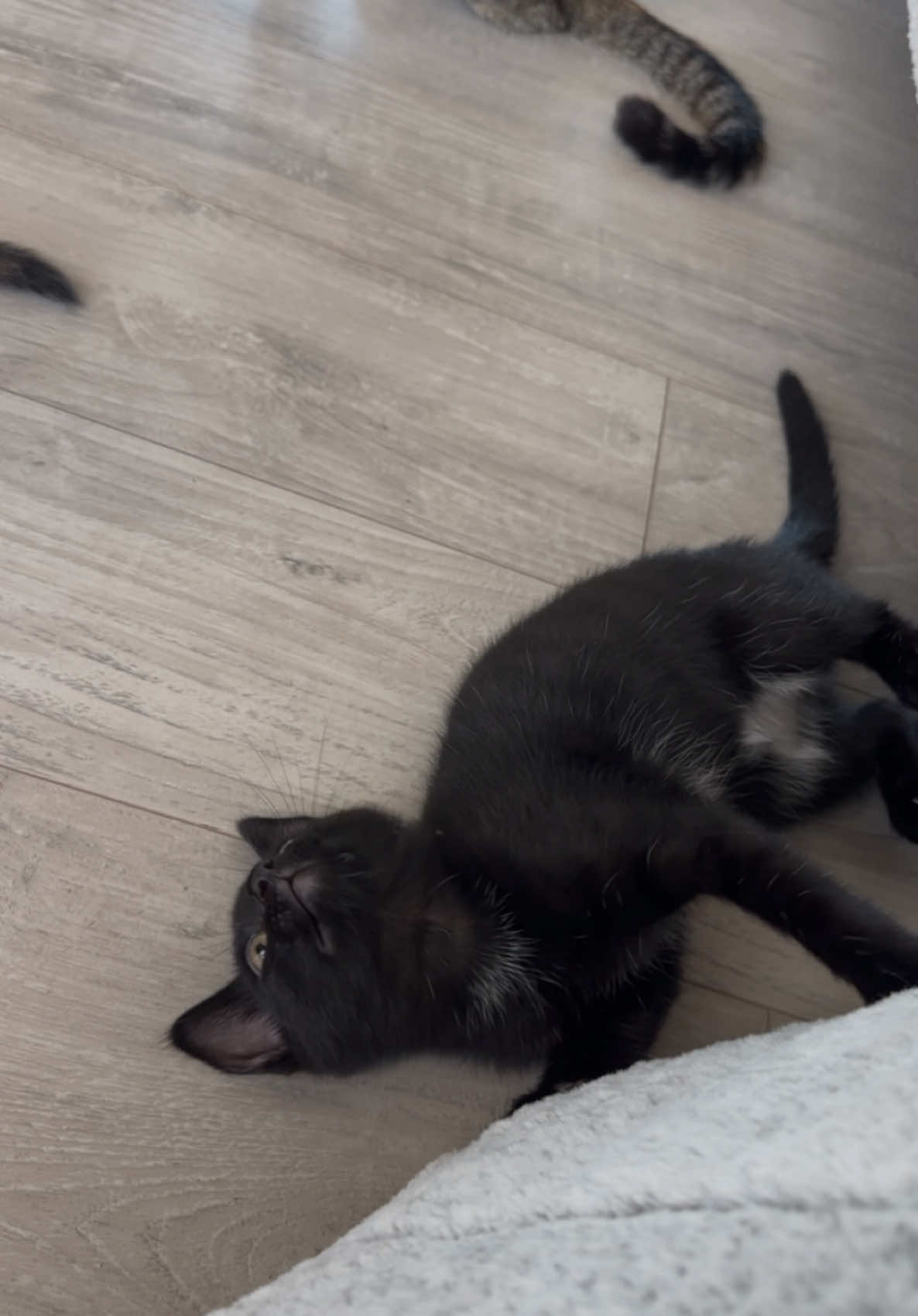 🐈‍⬛🥹 #catfostermom 