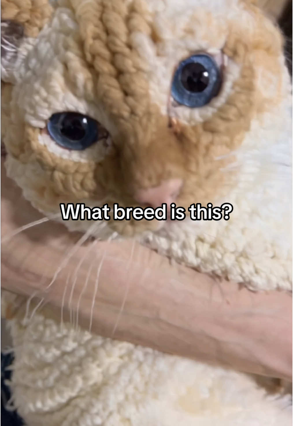 What breed is this cat. Thoughts? #knitty #curly #kucing #crochetcat #cats #catsoftiktok #猫 