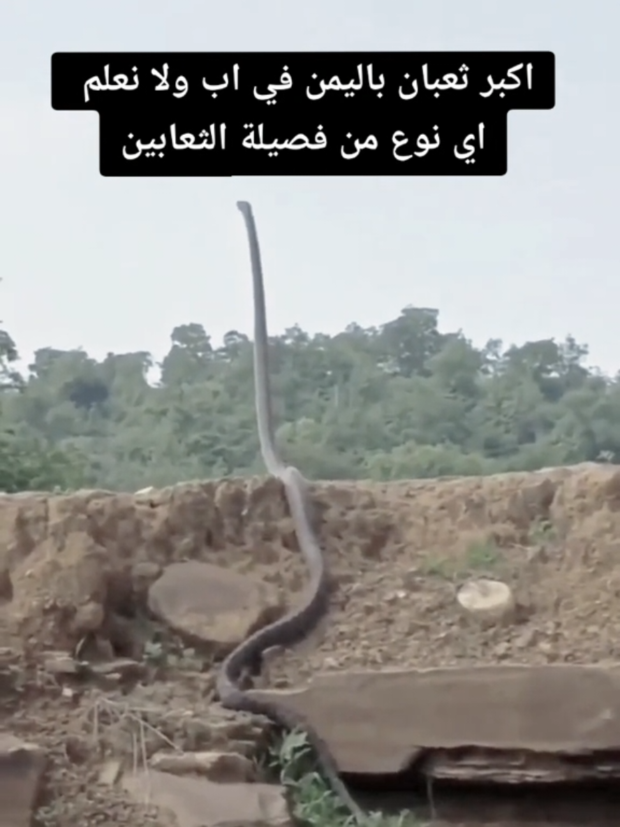 اكبر ثعبان باليمن في اب ولا نعلم  اي نوع من فصيلة الثعابين