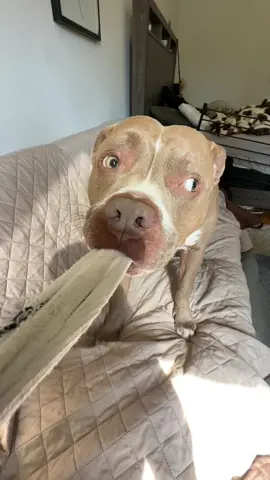 #fyp #slimethepitbull #dogsofttiktok #funny 