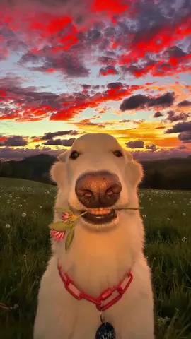Cute dog🌷 (song: ilyTOMMY - pretty ho3) #ilytommy #fypシ゚viral #explorepage #dog #dogsoftiktok #pet #pets #PetsOfTikTok #aesthetic #flowers #hoodtrap #jerk #undergroundmusic #rap #memes #tiktokviral #fyppppppppppppppppppppppp #xyzbca #tiktok 