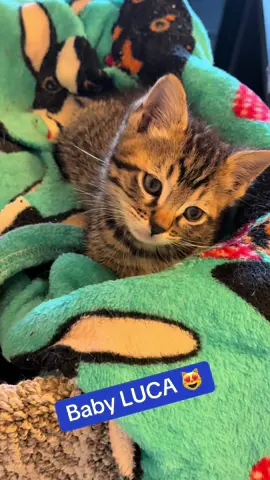 #creatorsearchinsights #us kittens #kitten #cute cat 