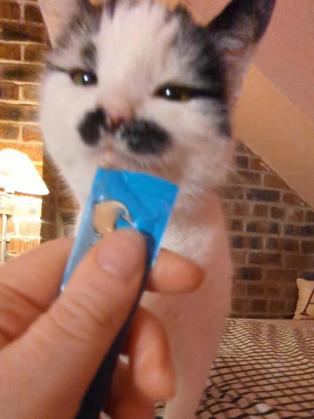 #moustachecat #catasmr #eatingsounds #catlover #catsoftiktok 
