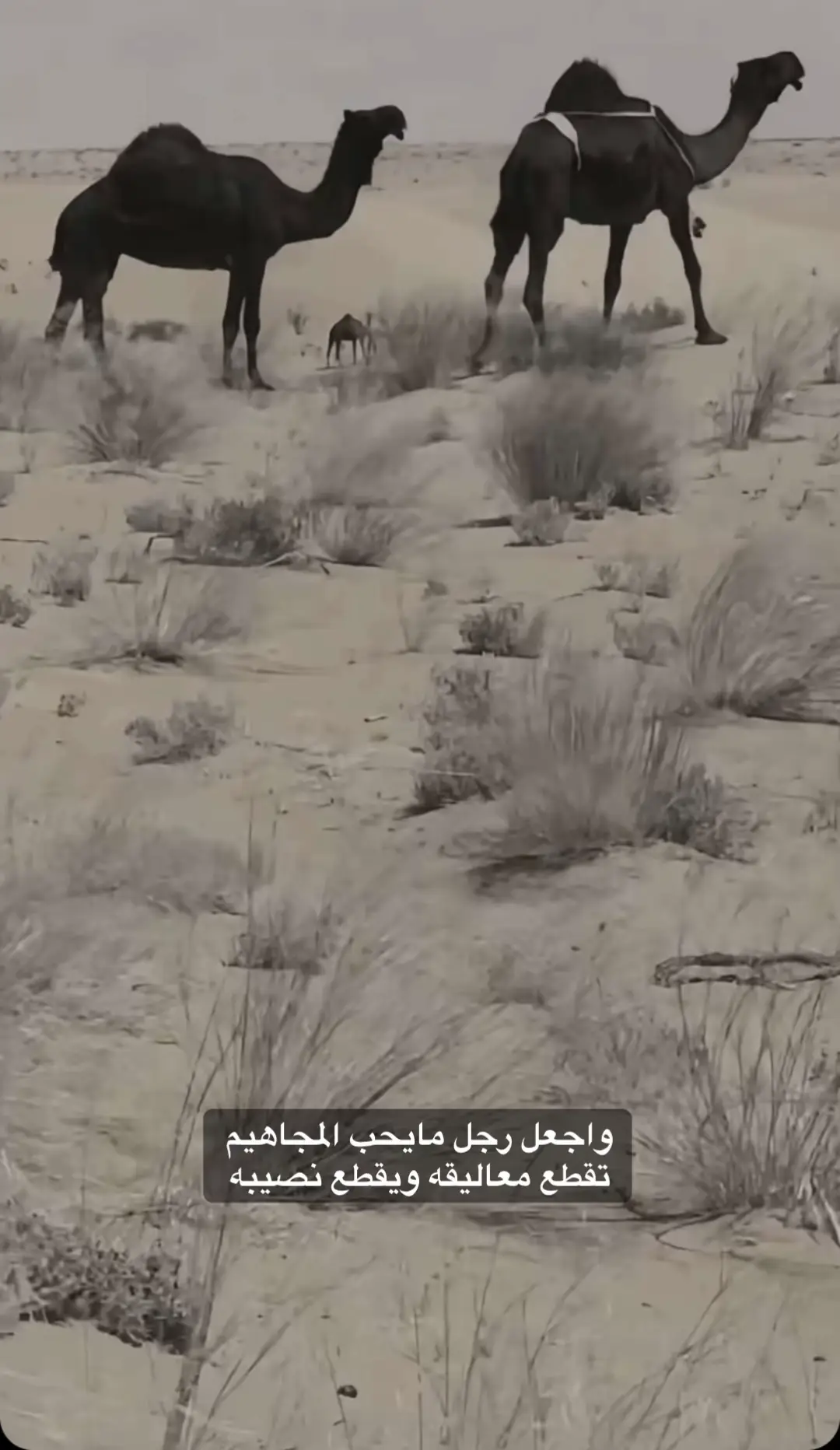 ‏تقطع معاليقه ويقطع نصيبه👏#اكسبلور #مجاهيم #اكسبلور 