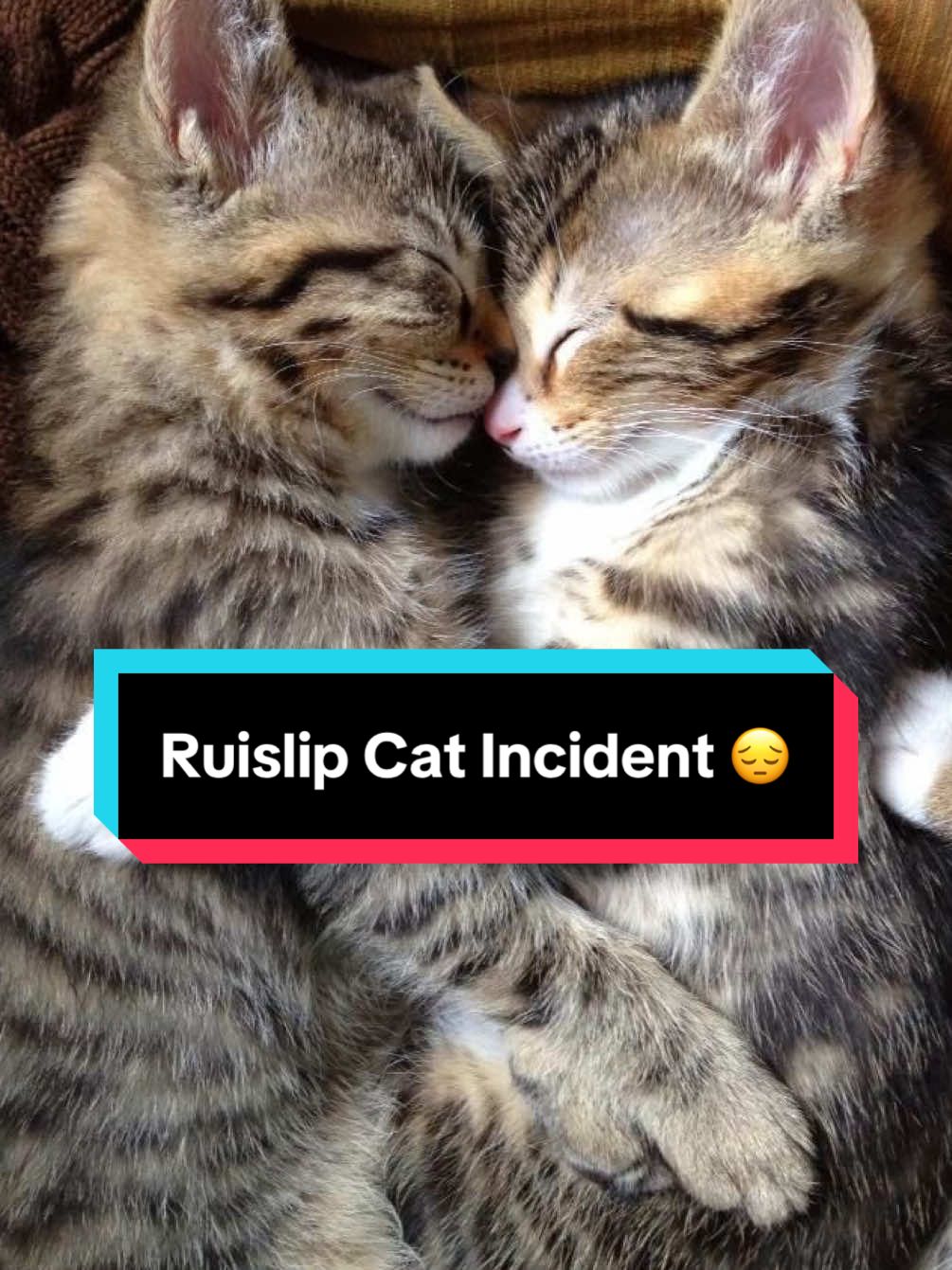 Ruislip Cat Incident 😔 #ruislip #london #hillingdon #northwestlondon #kitten 